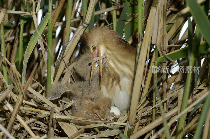 巢中的小麻鳽(Ixobrychus minutus)